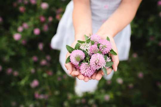 Girl's hands with clover flowers