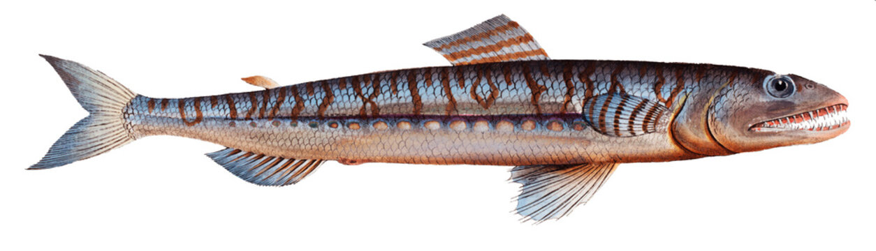 1. Sea-Lizard (Salmo Saurus) 2. Sea-Sparrow-Hawk (Salmo foetens)
