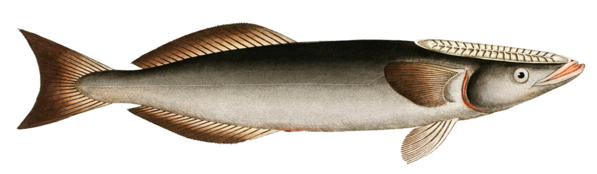 Sucking-Fish (Echeneis Remora) 
