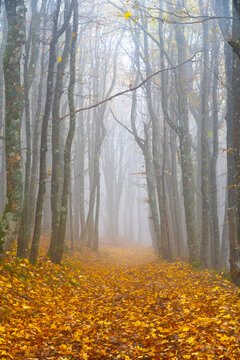 Bare trees with fallen autumn leaves in forest during foggy weather