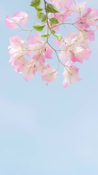 Vertical natural background of soft pink bougainvillea flowers against blue sky, perfect for floral, romantic, airy and spring-inspired design.