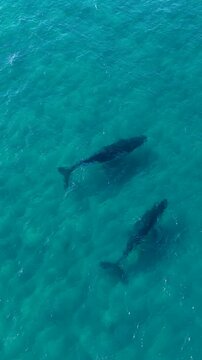 Aerial View of Humpback Whales Swimming in Turquoise Ocean Water