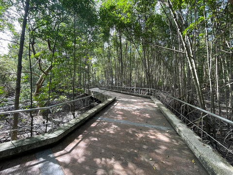 Mangrove Nature Trail at Saphan Hin Park, Phuket Thailand