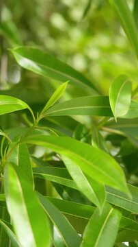 Vertical natural background of fresh narrow green leaves in soft sunlight with blurred foliage, ideal for botanical, tropical and calming nature design