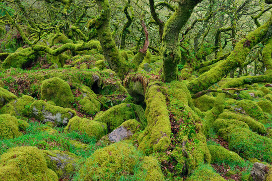 Green moss covers ancient twisted trees in Wistmans Wood