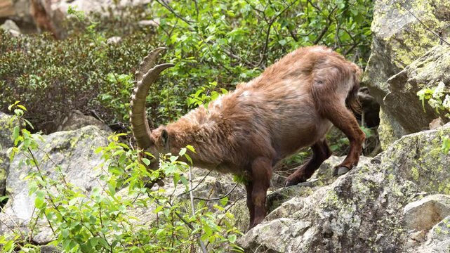 Alpine Ibex Grazing on Rocky Mountain Slope in Italy