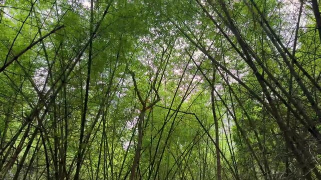 Tall bamboo trees swaying gently in a lush forest, capturing the peaceful atmosphere and natural beauty of a tropical woodland