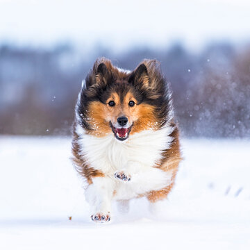Germany, Shetland Sheepdog running in snow