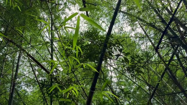 Tall bamboo trees swaying gently in a lush forest, capturing the peaceful atmosphere and natural beauty of a tropical woodland