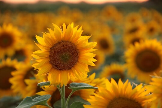 Sunflower - Helianthus annuus at sunset