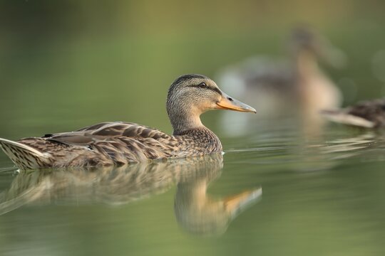 A mallard duck floats on the water in early summer	