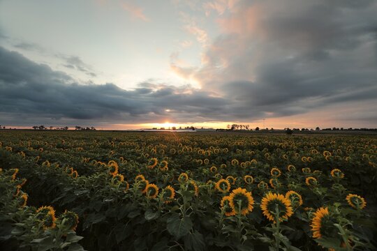 Sunrise over a field of sunflowers, July, Poland.