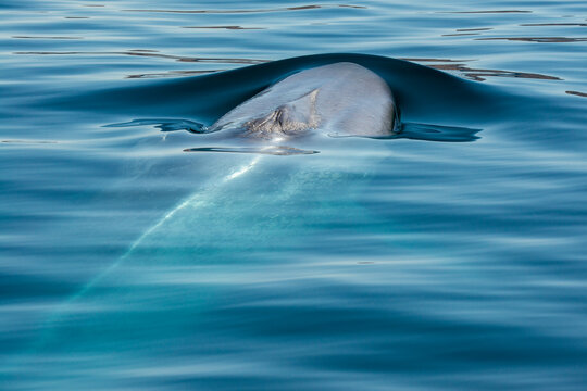 Mexico, Baja California, Blue whale (Balaenoptera Musculus) breaching in Sea Of Cortes