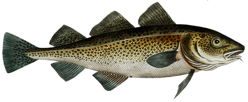 Cod Fish (Gadus Morhua)