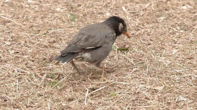 White-cheeked Starling Foraging on Dry Grass in Natural Habitat