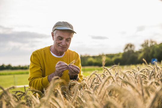 Senior farmer wearing cap examining crop at field