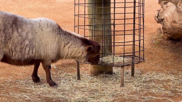Sheep with Brown Head Feeding on Hay from Metal Feeder