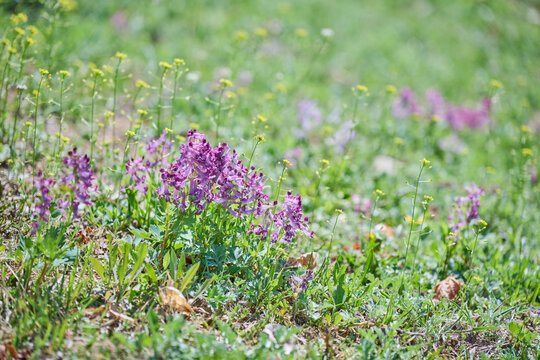 Purple corydalis wildflowers blooming in a sunny green spring meadow with copy space