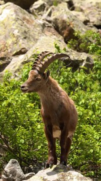 Alpine Ibex Standing on Rocky Terrain in the Italian Alps