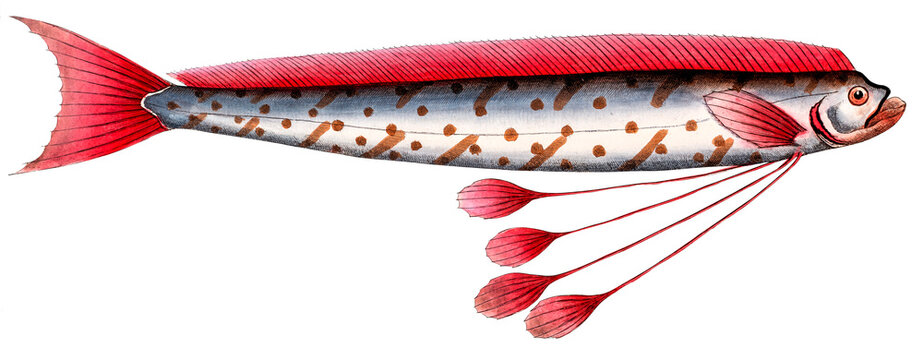 Hawken Fish (Gymnetrus Hawkenii)