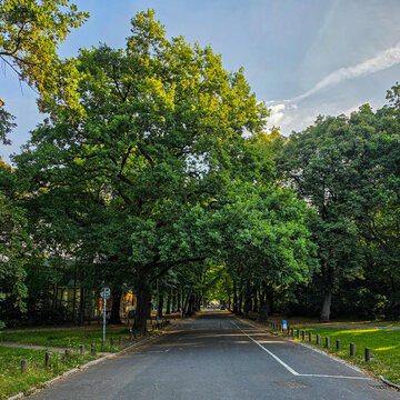 tree lined urban avenue with lush green canopy on a sunny summer day