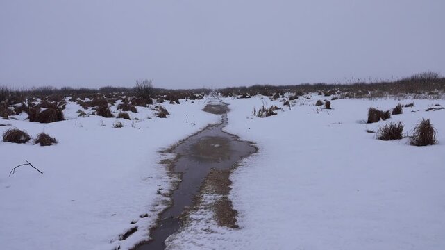 Wintry landscape. Sedge hummock swamp (meadow bog) during a snowfall. Northern Europe