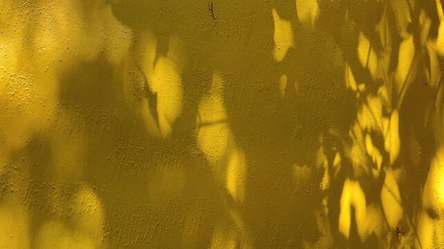 Soft shadows of leaves gently moving across a yellow wall in natural light