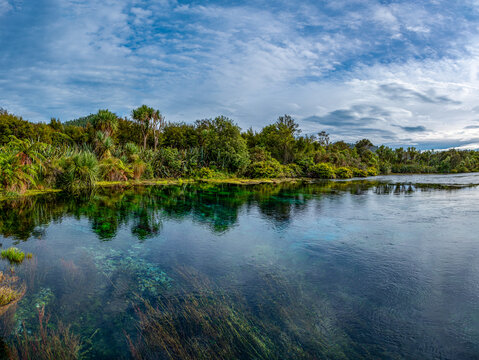 Te Waikoropupū Springs, Pupu Springs, Takaka, Golden Bay, S&uuml;dinsel, Neuseeland, glasklares Quellbecken mit Cordyline australis und Phormium tenax, Aussichtsplattform, Naturreservat
