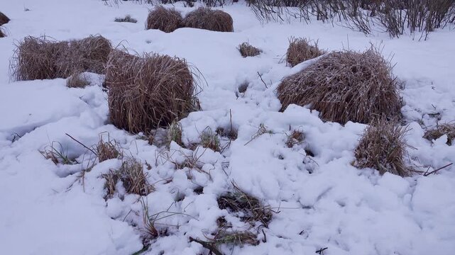 Wintry landscape. Sedge hummock swamp (meadow bog) during a snowfall. Northern Europe. A sedge hummock resembles a musk ox in the northern snows. Vertical video