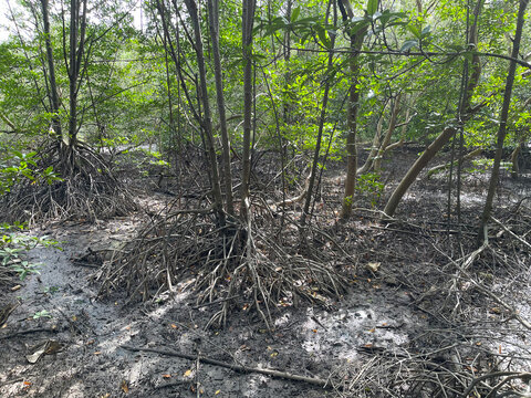 Mangrove Nature Trail at Saphan Hin Park, Phuket Thailand