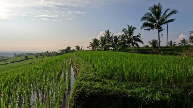 Wide view of neatly planted rice terraces with flowing irrigation water in early morning on Bali island, showcasing vast rice fields integral to local culture.