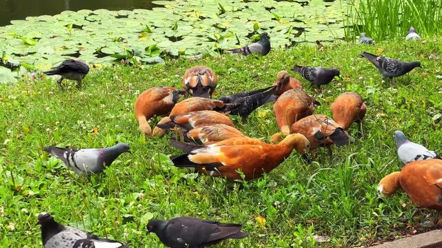 Ruddy shelduck family with pigeons and crows grazing together on green grass beside a park pond