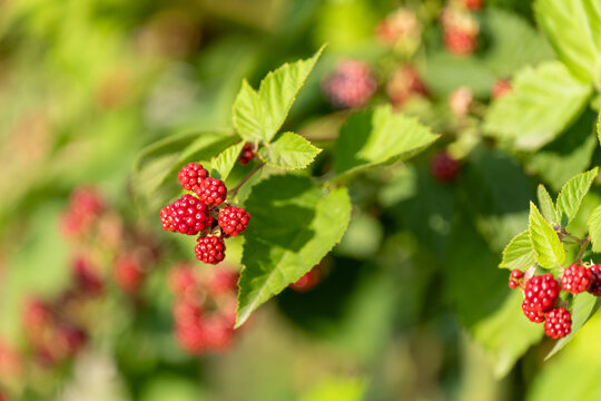 Brombeeren am Strauch
