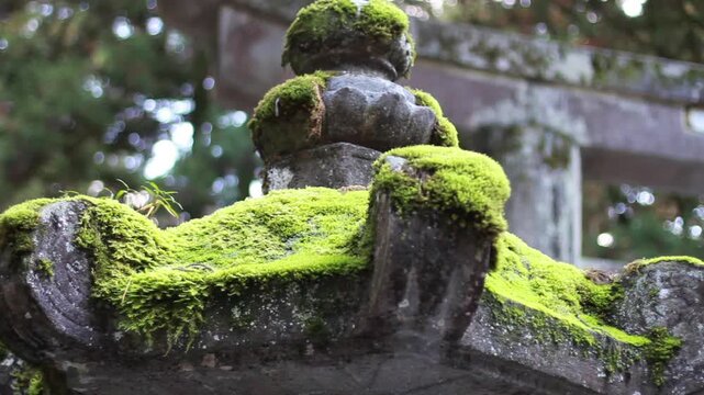 並んだ石灯籠と鳥居