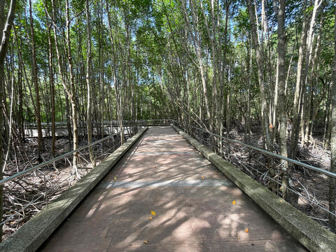 Mangrove Nature Trail at Saphan Hin Park, Phuket Thailand