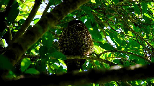 Ruru morepork Ninox novaeseelandiae owl with beautiful patterned feathers in forest during daylight in Wellington, New Zealand Aotearoa