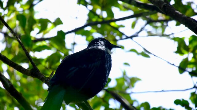 Tui bird Prosthemadera novaeseelandiae singing a song in forest tree in Wellington New Zealand Aotearoa