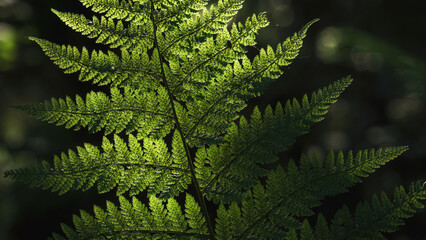 LANDSCAPES OF NATURE - Forest fern in the sunlight © Wojciech Wrzesień