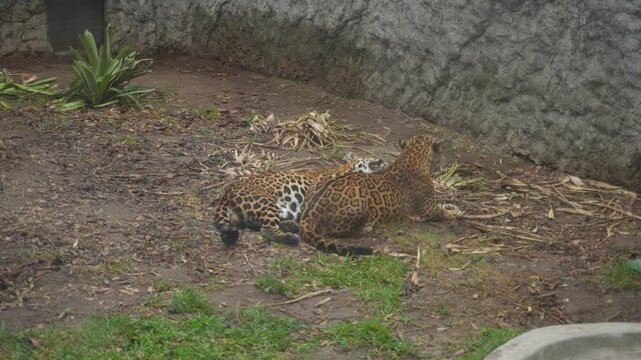 A pair of Amazonian Jaguars also called Otorongo. They have golden brown fur covered in dark spots. Located in "Parque de las Leyendas" zoo in San Miguel district of Lima, Peru.
