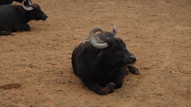 A water Buffalo lying down on the ground and relaxing. A couple of other buffaloes can be seen in the background. Located in "Parque de las leyendas" Zoo in Lima, Peru.