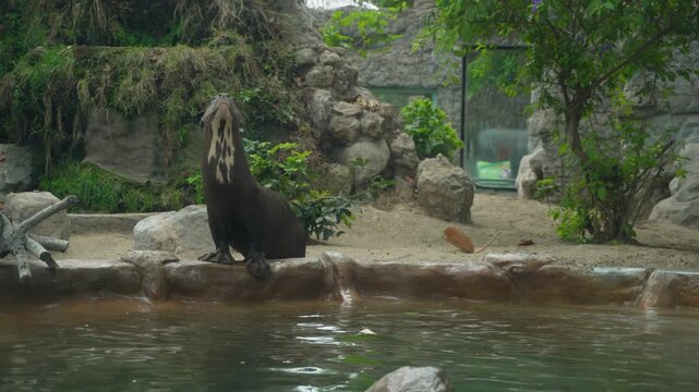 Amazonian giant river otters. Camera slowly pans left then the two otters jump into the water and start swimming. Located in "Parque de las leyendas" zoo in Lima, Peru.