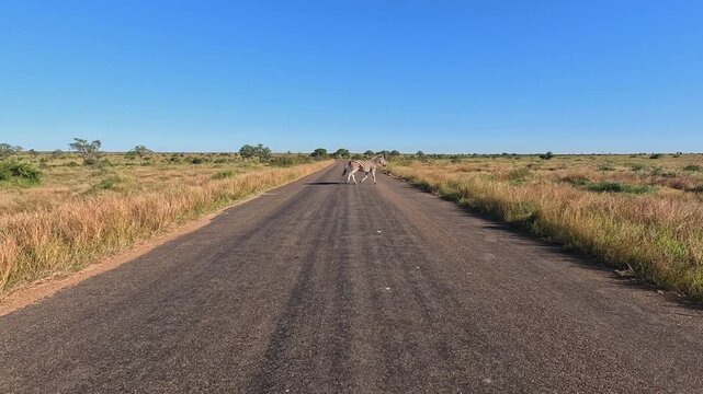 Zebra trots across paved H1-4 road at Satara in Kruger National Park