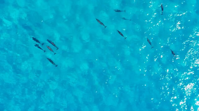 A pod of wild dolphins moves effortlessly through vibrant turquoise ocean water, captured from a breathtaking overhead drone perspective. Their synchronized swimming and graceful movements