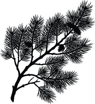 Black and white silhouette of a pine tree branch with needle clusters and pinecones pine branch pine needles