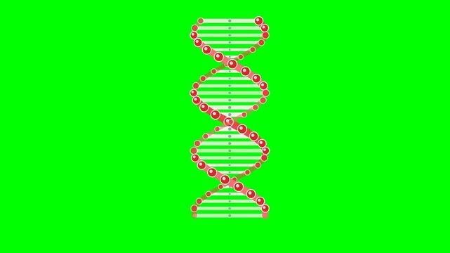 Rotating DNA Double Helix Structure Animation on Green Screen Background.
