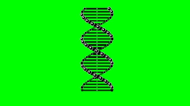 Rotating DNA Double Helix Structure Animation on Green Screen Background.