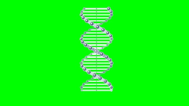 Rotating DNA Double Helix Structure on Green Screen Background.