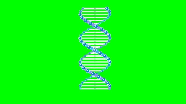 Animated DNA Double Helix Structure Rotating on Green Screen Background.