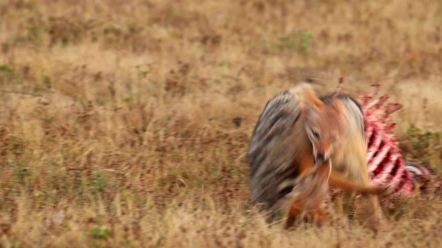 Black backed jackals fighting over a carcass in slow motion