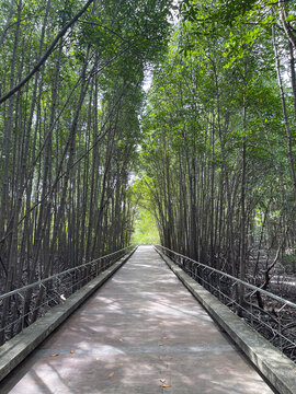 Mangrove Nature Trail at Saphan Hin Park, Phuket Thailand